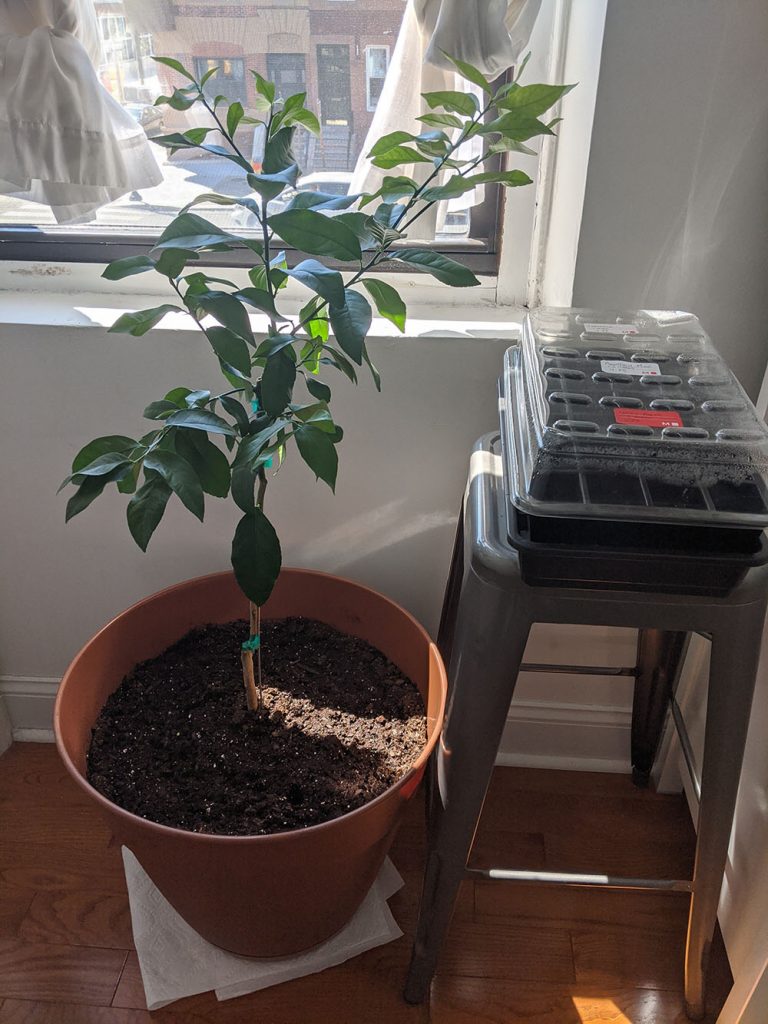 New lemon tree, which we've named Stanley, in a pot